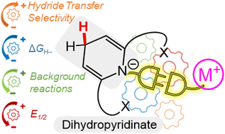 Graphical abstract: Metallated dihydropyridinates: prospects in hydride transfer and (electro)catalysis