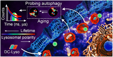 Graphical abstract: Unveiling autophagy and aging through time-resolved imaging of lysosomal polarity with a delayed fluorescent emitter