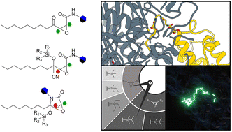 Graphical abstract: Masked cerulenin enables a dual-site selective protein crosslink