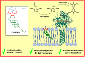 Graphical abstract: Combining lipid-mimicking-enabled transition metal and enzyme-mediated catalysis at the cell surface of E. coli