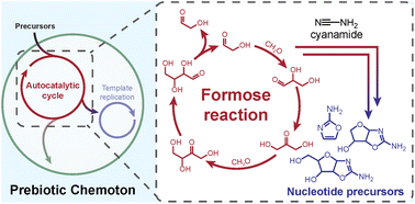 Graphical abstract: Towards a prebiotic chemoton – nucleotide precursor synthesis driven by the autocatalytic formose reaction