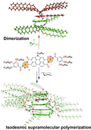 Graphical abstract: Solvent-dependent self-assembly of N-annulated perylene diimides. From dimers to supramolecular polymers