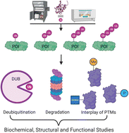 Graphical abstract: Synthesis of ubiquitinated proteins for biochemical and functional analysis