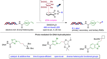 Graphical abstract: On-DNA hydroalkylation of N-vinyl heterocycles via photoinduced EDA-complex activation