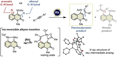 Graphical abstract: Rh(iii)-catalyzed highly site- and regio-selective alkenyl C–H activation/annulation of 4-amino-2-quinolones with alkynes via reversible alkyne insertion