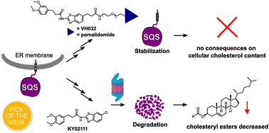 Graphical abstract: Identification of non-conventional small molecule degraders and stabilizers of squalene synthase