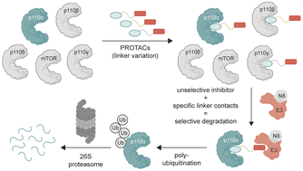 Graphical abstract: A high affinity pan-PI3K binding module supports selective targeted protein degradation of PI3Kα