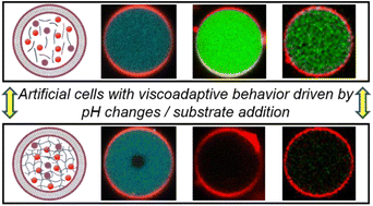 Graphical abstract: Artificial cells with viscoadaptive behavior based on hydrogel-loaded giant unilamellar vesicles