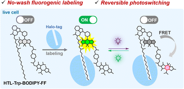 Graphical abstract: No-wash fluorogenic labeling of proteins for reversible photoswitching in live cells