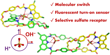 Graphical abstract: Anion-templated synthesis of a switchable fluorescent [2]catenane with sulfate sensing capability