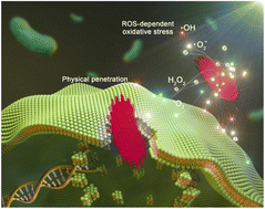 Graphical abstract: Bacterial elimination via cell membrane penetration by violet phosphorene peripheral sub-nanoneedles combined with oxidative stress