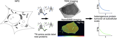 Graphical abstract: Subcellular protein turnover in human neural progenitor cells revealed by correlative electron microscopy and nanoscale secondary ion mass spectrometry imaging