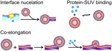 Graphical abstract: Molecular mechanism of α-synuclein aggregation on lipid membranes revealed