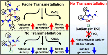 Graphical abstract: Differential transmetallation of complexes of the anti-cancer thiosemicarbazone, Dp4e4mT: effects on anti-proliferative efficacy, redox activity, oxy-myoglobin and oxy-hemoglobin oxidation