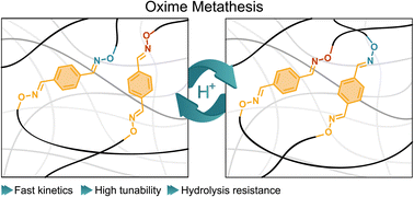 Graphical abstract: Oxime metathesis: tuneable and versatile chemistry for dynamic networks