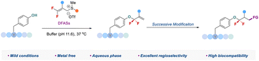 Graphical abstract: Late-stage gem-difluoroallylation of phenol in bioactive molecules and peptides with 3,3-difluoroallyl sulfonium salts