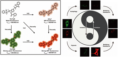 Graphical abstract: Near-infrared imaging for visualizing the synergistic relationship between autophagy and NFS1 protein during multidrug resistance using an ICT–TICT integrated platform