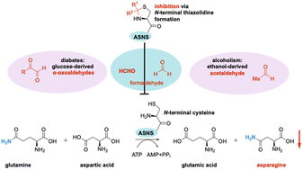 Graphical abstract: Aldehyde-mediated inhibition of asparagine biosynthesis has implications for diabetes and alcoholism