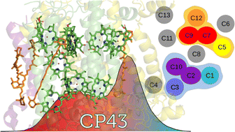 Graphical abstract: Excitation landscape of the CP43 photosynthetic antenna complex from multiscale simulations