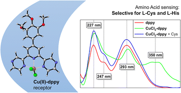 Graphical abstract: A simple copper(ii) dppy-based receptor for sensing of l-cysteine and l-histidine in aqueous acetonitrile medium
