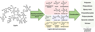Graphical abstract: Strategies for lignin depolymerization and reconstruction towards functional polymers