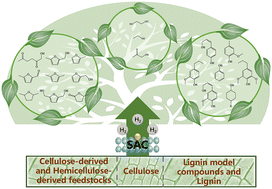 Graphical abstract: Selective hydrogenation of lignocellulosic biomass over single-atom catalysts