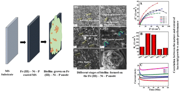 Graphical abstract: Strategic regulation of barrier characteristics of biofilms to enhance the extracellular electrogenic performance in MFCs: an electrochemical dynamic evaluation study
