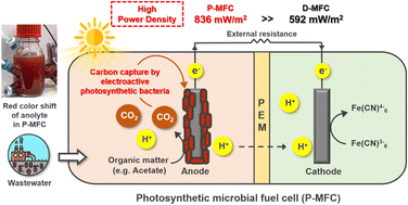 Graphical abstract: A light-driven photosynthetic microbial fuel cell for carbon-negative bioelectricity production