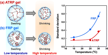 Graphical abstract: Relatively homogeneous network structures of temperature-responsive gels synthesized via atom transfer radical polymerization