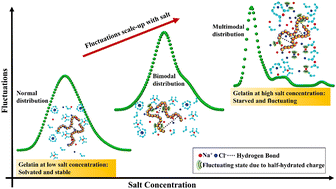 Graphical abstract: Unraveling fluctuation in gelatin and monovalent salt systems: coulombic starvation