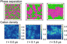 Graphical abstract: Coarse-grained molecular dynamics simulation of cation distribution profiles on negatively charged lipid membranes during phase separation