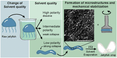 Graphical abstract: Structural characterization of solvent-based food preparation of jellyfish