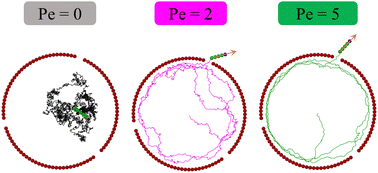 Graphical abstract: Escape dynamics of a self-propelled nanorod from circular confinements with narrow openings