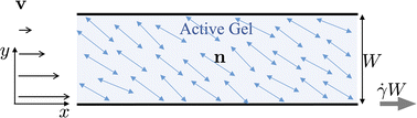 Graphical abstract: Flow states of two dimensional active gels driven by external shear