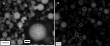 Graphical abstract: One step generation of single-core double emulsions from polymer-osmose-induced aqueous phase separation in polar oil droplets