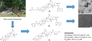 Graphical abstract: Nano-assembly of cytotoxic amides of moronic and morolic acid