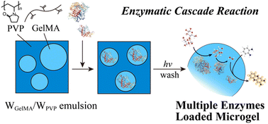 Graphical abstract: Encapsulation of multiple enzymes within a microgel via water-in-water emulsions for enzymatic cascade reactions