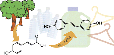 Graphical abstract: Highly efficient synthesis of sustainable bisphenols from hydroxycinnamic acids