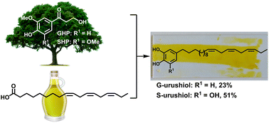 Graphical abstract: Synthetic urushiols from biorenewable carbon resources: chemical conversion of enzymatic degradation products of wood lignin to an ancient yet future coating material