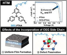 Graphical abstract: Oligo(ethylene glycol)-incorporated hole transporting polymers for efficient and stable inverted perovskite solar cells