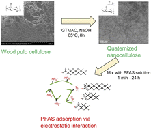 Graphical abstract: Efficient removal of short-chain and long-chain PFAS by cationic nanocellulose