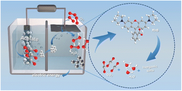 Graphical abstract: Trace Mn decorating nitrogen-doped carbon electrocatalysts for self-powered bio-electro-fenton cells toward simulated wastewater treatment