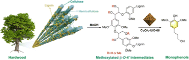 Graphical abstract: MetalCorganic framework-derived CuO catalysts for the efficient hydrogenolysis of hardwood lignin into phenolic monomers