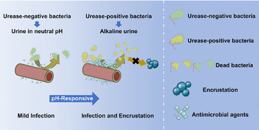 Graphical abstract: Multifunctional hydrogel coatings with high antimicrobial loading efficiency and pH-responsive properties for urinary catheter applications