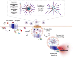 Graphical abstract: Targeting endosomal receptors, a new direction for polymers in nanomedicine