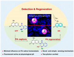 Graphical abstract: A two-photon fluorescent probe for formaldehyde detection and regeneration in living cells