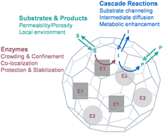 Graphical abstract: Tuning properties of biocatalysis using protein cage architectures