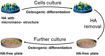 Graphical abstract: The memory effect of micro/nano-structures activating osteogenic differentiation of BMSCs