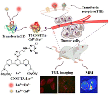Graphical abstract: A tumor-targetable probe based on europium(iii)/gadolinium(iii) complex-conjugated transferrin for dual-modal time-gated luminescence and magnetic resonance imaging of cancerous cells in vitro and in vivo