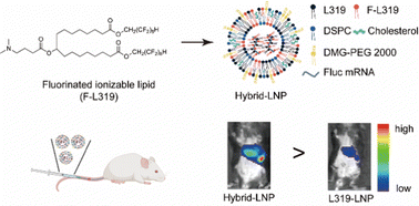 Graphical abstract: A fluorinated ionizable lipid improves the mRNA delivery efficiency of lipid nanoparticles